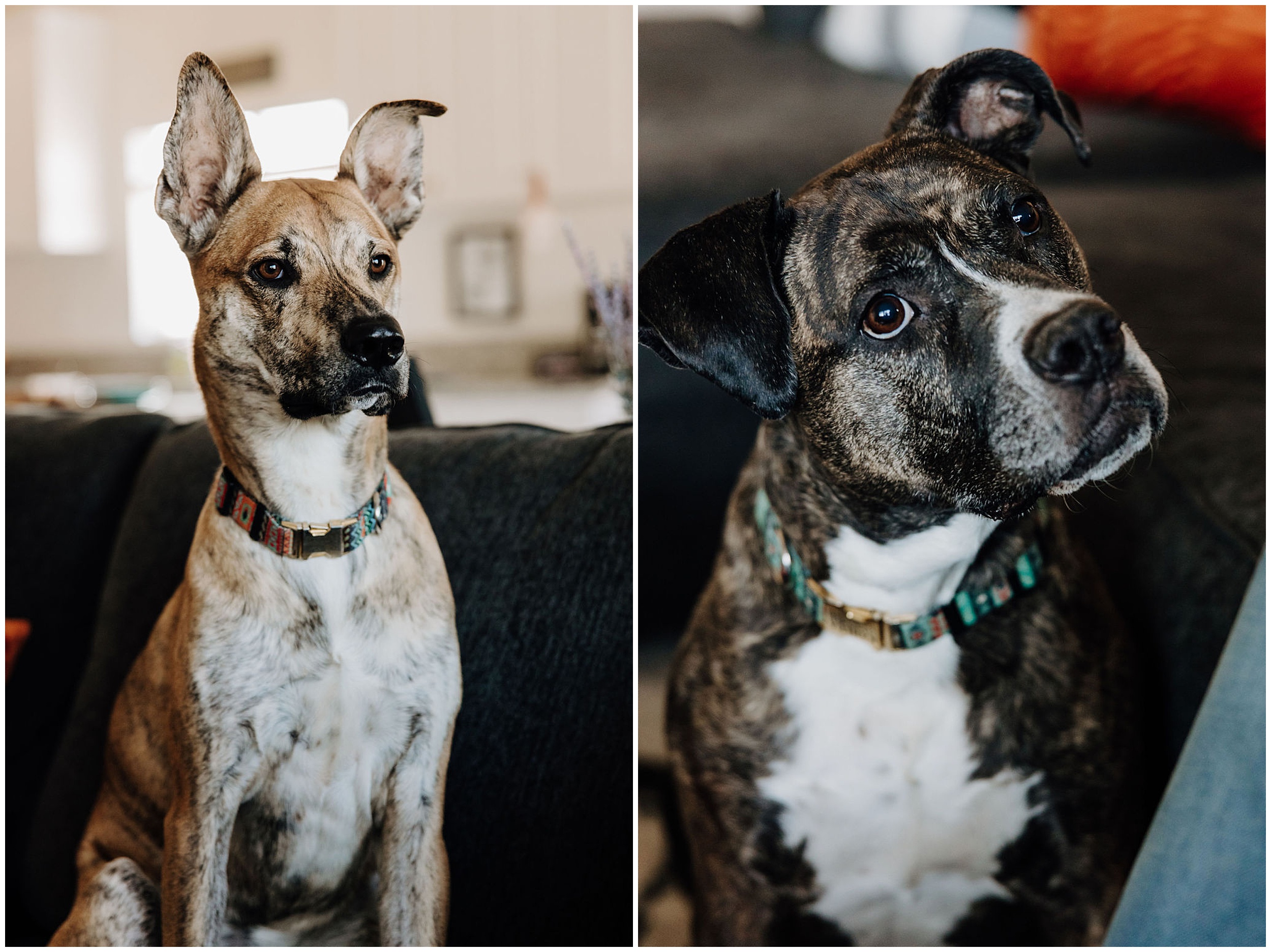 dogs sitting on couch