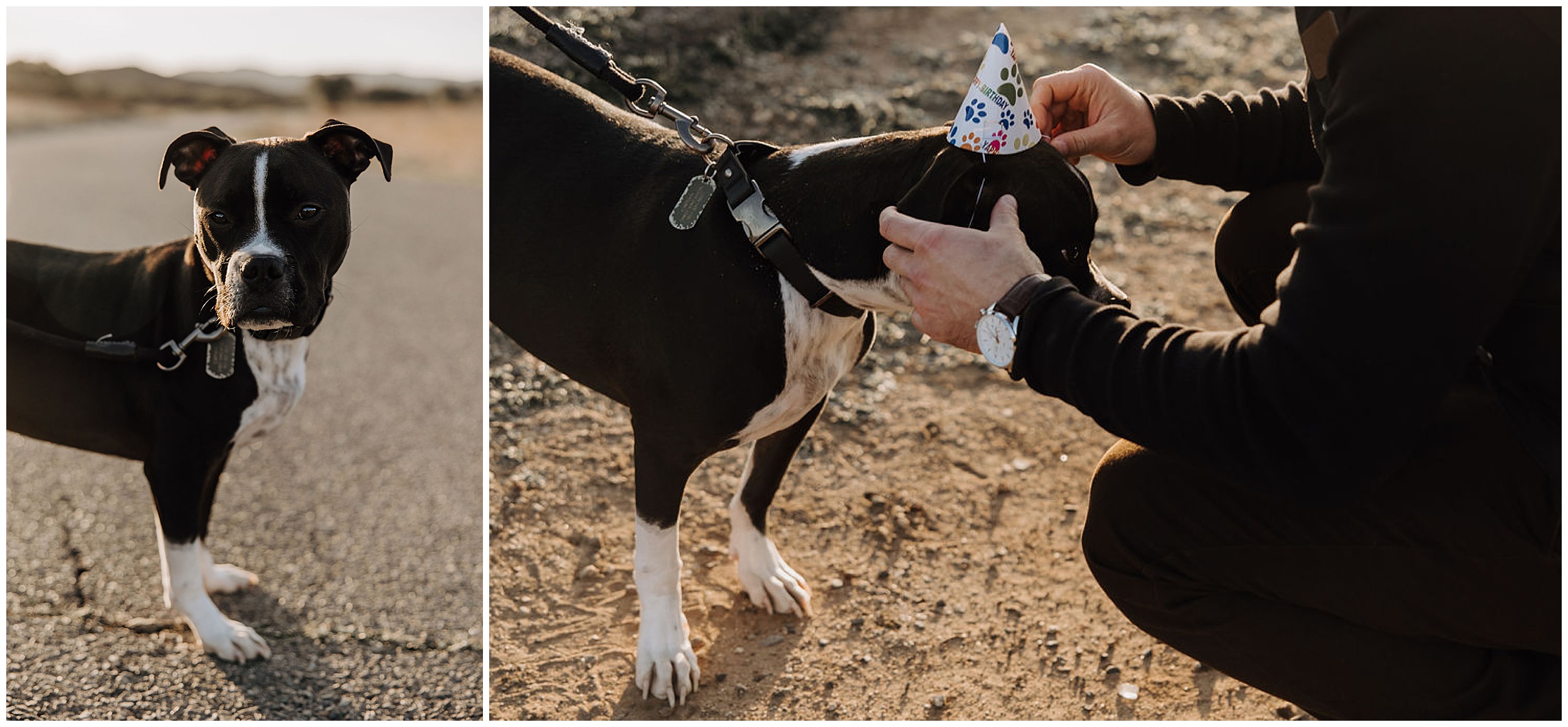 dog with birthday hat