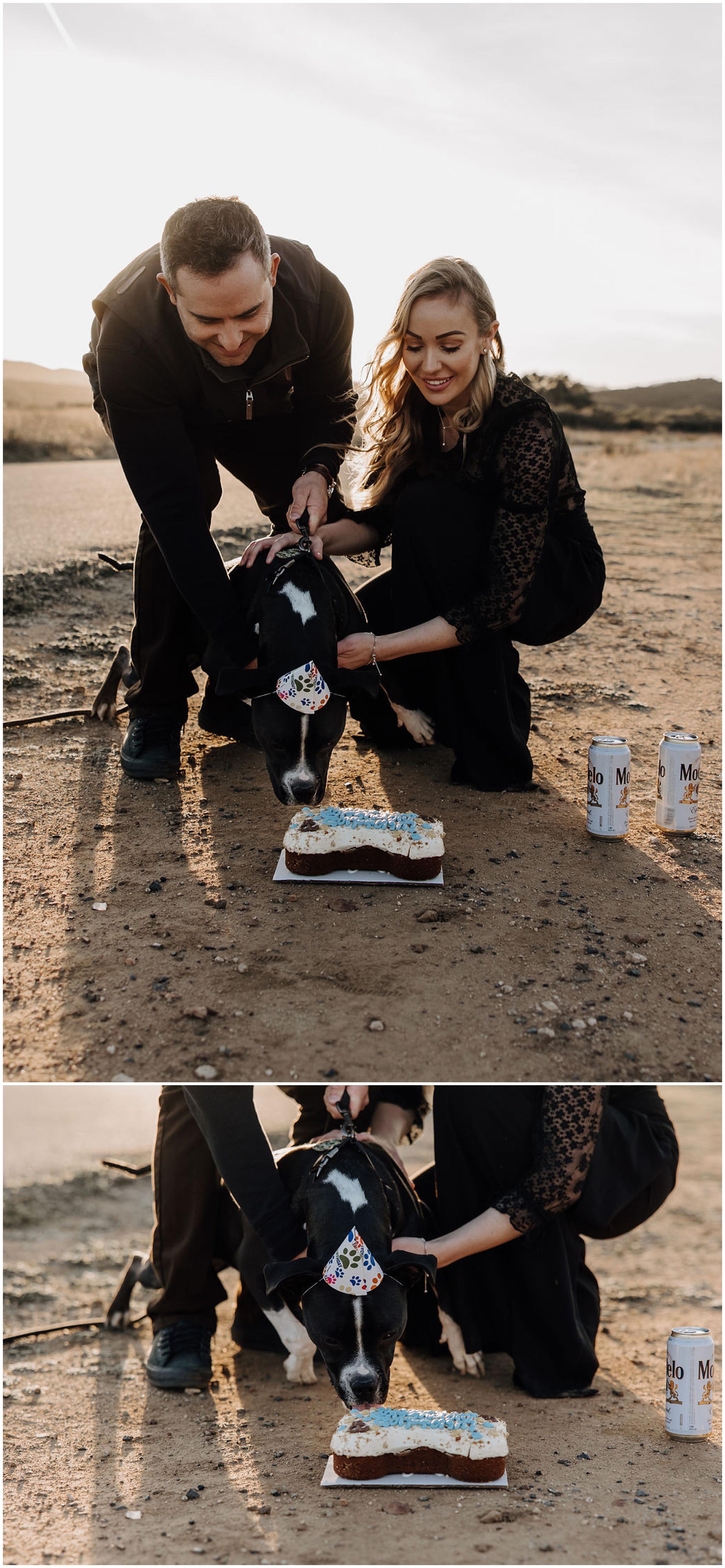 dog eating birthday cake